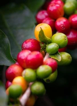 Coffee cherries illustrating the coffee-derived CGA category