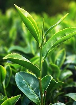 Tea leaves illustrating the green tea compound category